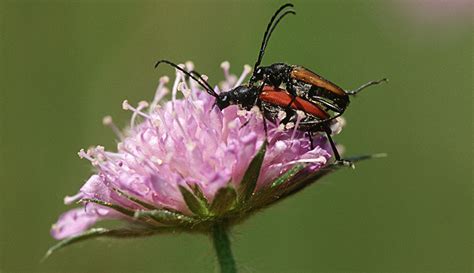 Beetles Are Pollinators Too - Hobby Farms