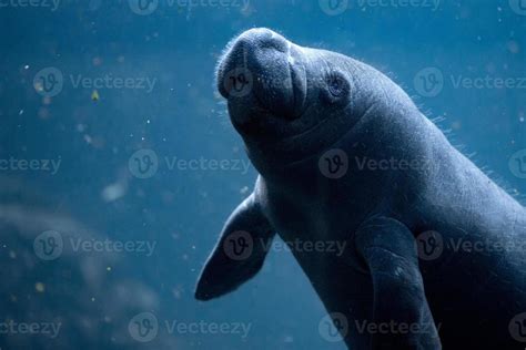 newborn baby manatee close up portrait 17232585 Stock Photo at Vecteezy