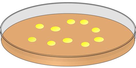 Petri Dish Bacteria Laboratory · Free vector graphic on Pixabay