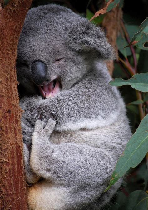 Cute koala : r/aww