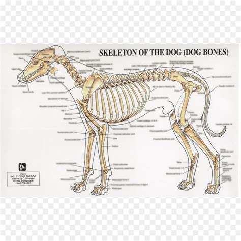 Dog neck anatomy