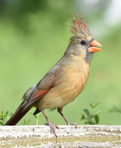 Female Cardinal Bird Colors – Warehouse of Ideas