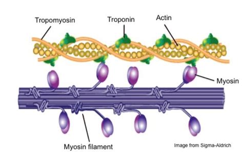 Muscle Contraction and a Really Cool Protein Called Myosin - Invictus ...