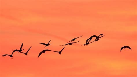 Crane Wildlife Bird Migration - Free photo on Pixabay - Pixabay