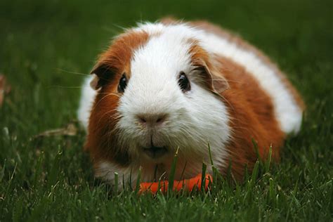 Are guinea pigs the right pets for me? – RSPCA Knowledgebase