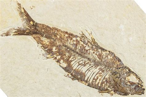 4.4" Fossil Fish (Knightia) - Green River Formation (#237212) For Sale - FossilEra.com