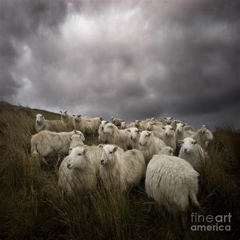 Welsh lamb Photograph by Ang El | Fine Art America