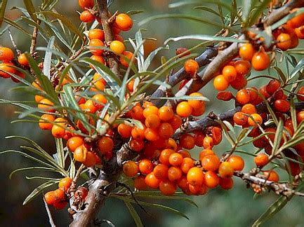 Hippophae rhamnoides - Balkan Ecology Project