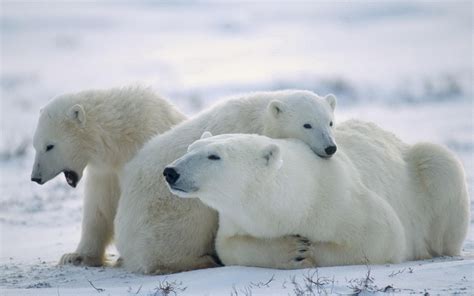 Serene Polar Bears: A Stunning HD Wallpaper