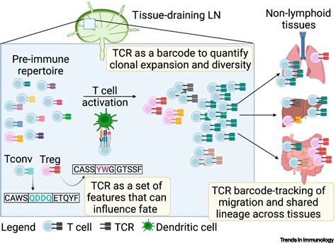 TCR-sequencing in cancer and autoimmunity: barcodes and beyond: Trends ...