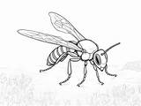 Wasp Coloring Wonderland  Page sketch template