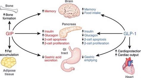 Twincretin Tirzepatide: Two good to be true? - Philippine College of Endocrinology Diabetes and ...