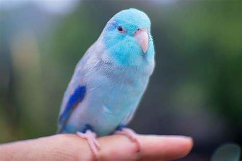 How To Recognize The Symptoms Of A Sick Bird Blue Valley Animal ...