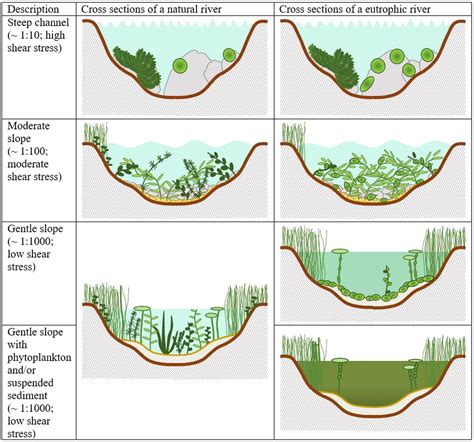 Eutrophication Process