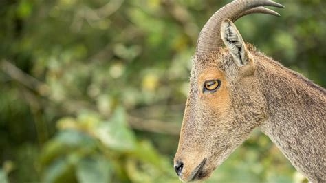 Clouds, Hills, and Sightings of the Nilgiri Tahr