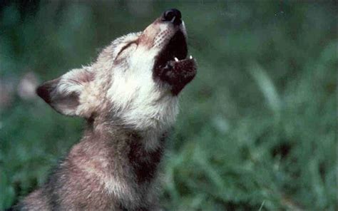 Wolf puppy howling | Mexican gray wolf, Wolf pup, Animals