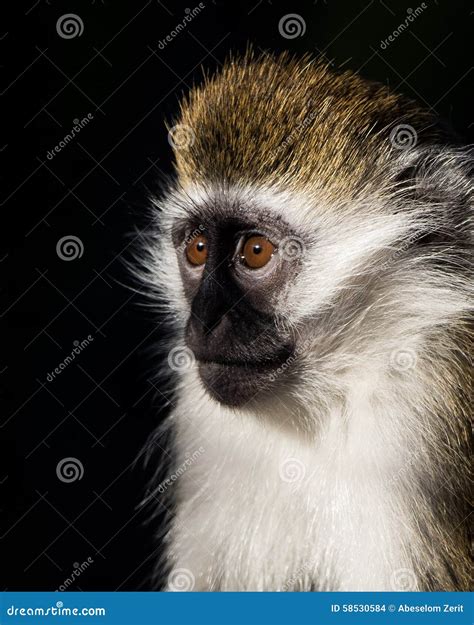 Baby Grivet Monkey stock photo. Image of animal, world - 58530584