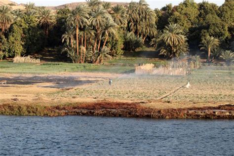 Best Nile River Agriculture Stock Photos, Pictures & Royalty-Free Images - iStock