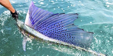 lit-up-dorsal-fin-sailfish — Sport Fishing Asia