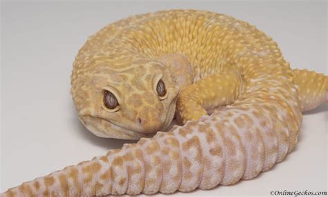 OnlineGeckos.com Gecko Breeder - Leopard Geckos For Sale - Gecko Care Guide - Leopard Gecko ...