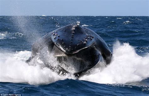 Jodi Frediani captures moment an open-mouthed humpback whale breaches ...