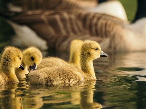 Yellow baby ducks swimming in pond in zoo · Free Stock Photo