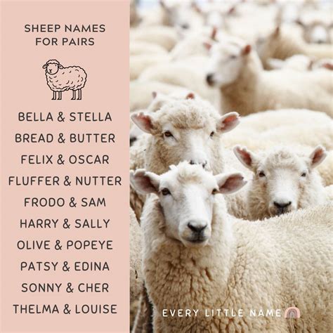 180+ Best Sheep Names (Cute, Funny, and Creative) - Every Little Name