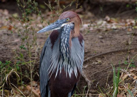 Goliath Heron | A very special thank you to this wonderful c… | Flickr