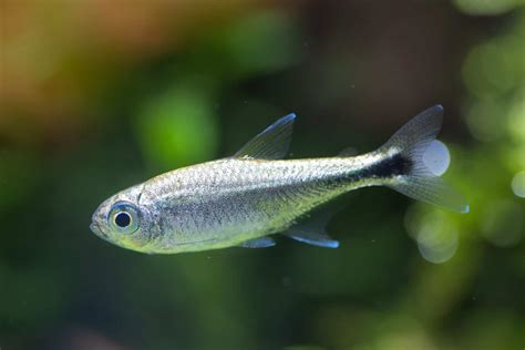 Gold Tetra (Hemigrammus rodwayi): Ultimate Care Guide - Fish Laboratory