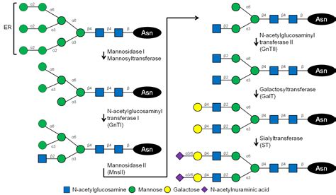 Structural Biology of Glycoproteins | IntechOpen