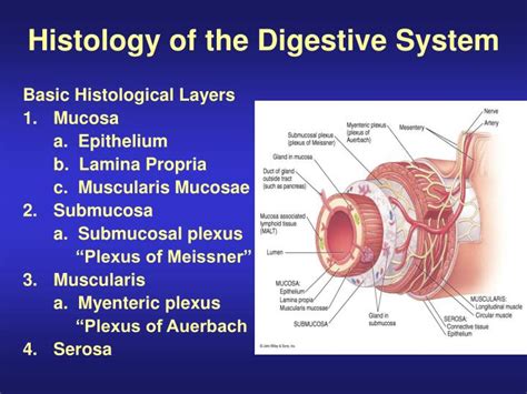 PPT - Histology of the Digestive System PowerPoint Presentation - ID:1193542