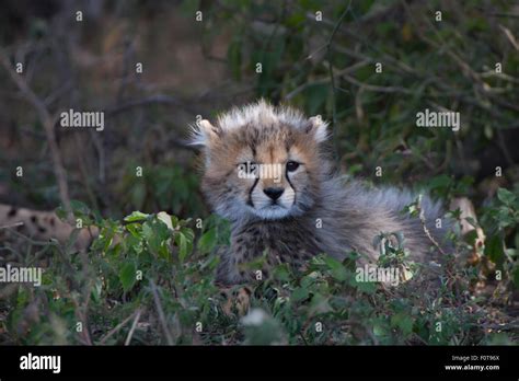 Baby cheetah cub portrait hi-res stock photography and images - Alamy