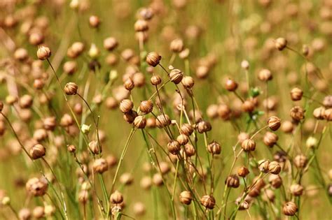 How to grow flax for oil and fiber - plantation, harvest and storage