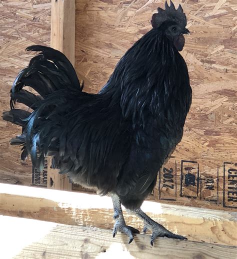 Ayam Cemani Chicken: Baby Chicks for Sale | Cackle Hatchery®