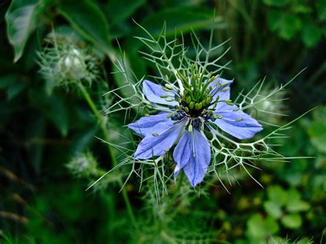 Love in a Mist III by Baq-Stock on DeviantArt