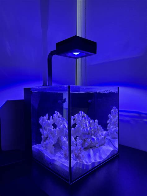 New 15 Gallon Setup | REEF2REEF Saltwater and Reef Aquarium Forum