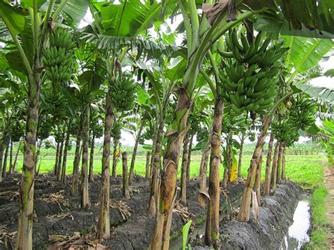 Gambar Pisang Kepok Kuning Pisang Kepok Budidaya Buah Kuning Matang ...