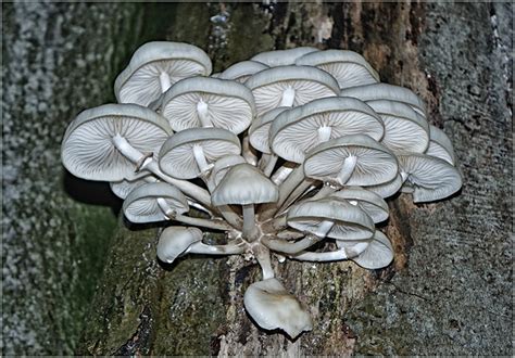 Oyster Mushrooms On Beech Tree | Hawick Camera Club