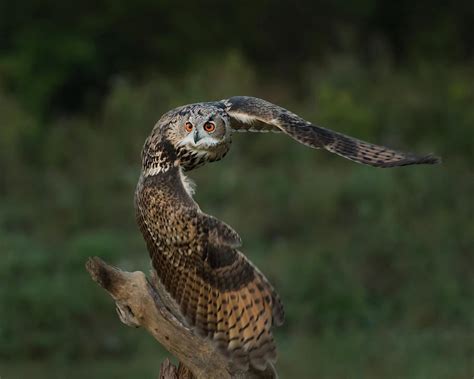 Hunting Eagle-owl Photograph by CR Courson - Pixels