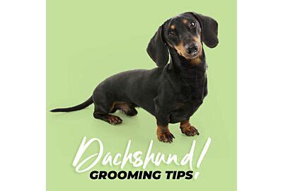 Top Tips for Grooming your Dachshund | christies pet grooming