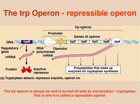 PPT - Regulation of Gene Expression PowerPoint Presentation, free download - ID:345112