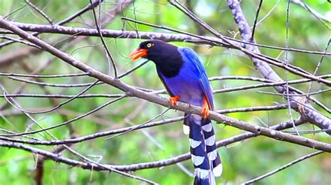 Taiwan Blue Magpie “Long Tailed Mountain Lady”- Charismatic Planet