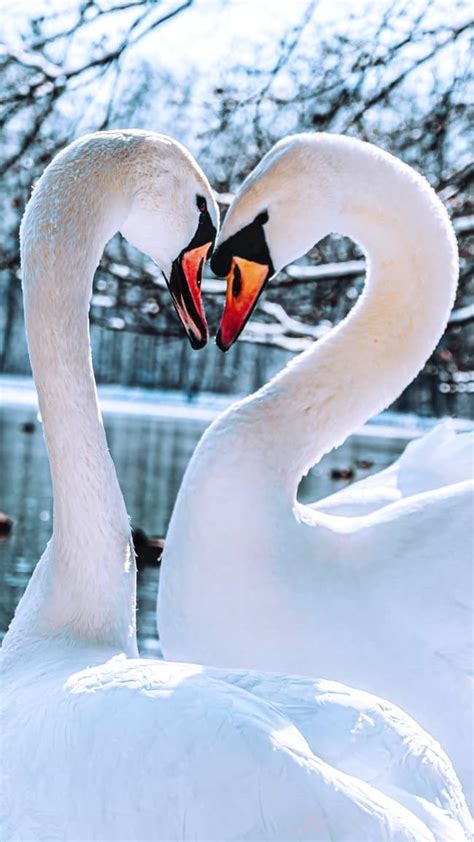 8 Swan Symbolism and Spiritual Meanings (also in Love)