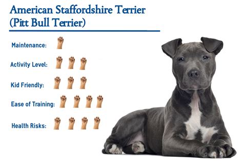 Is A Pit Bull The Same As A Staffordshire Terrier