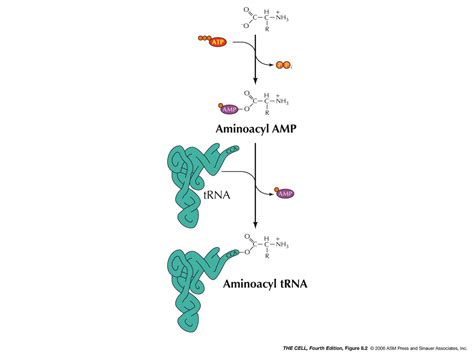 Alanine-Trna Ligase; Alanyl T RNA Synthetase