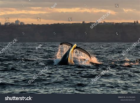 Humpback Whale Breaching Sunset Sydney Australia Stock Photo 2217403845 ...