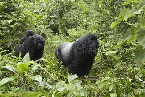 Mountain Gorilla Family in Rainforest Stock Photo - Image of care ...