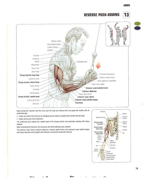 Strength Training Anatomy 2nd Edition