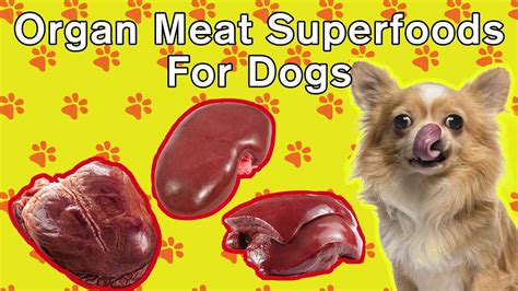 Are Organ Meats Good For Dogs