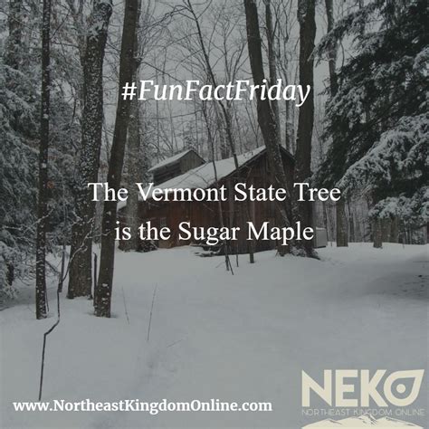 The Vermont State Tree is the Sugar Maple! #Vermont #SugarMaple #Trees ...